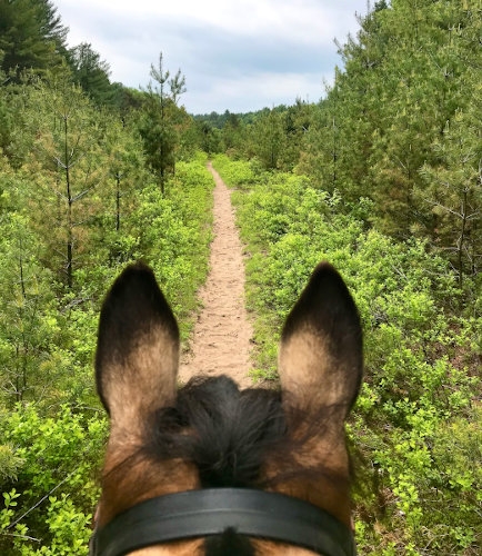 horse on trail